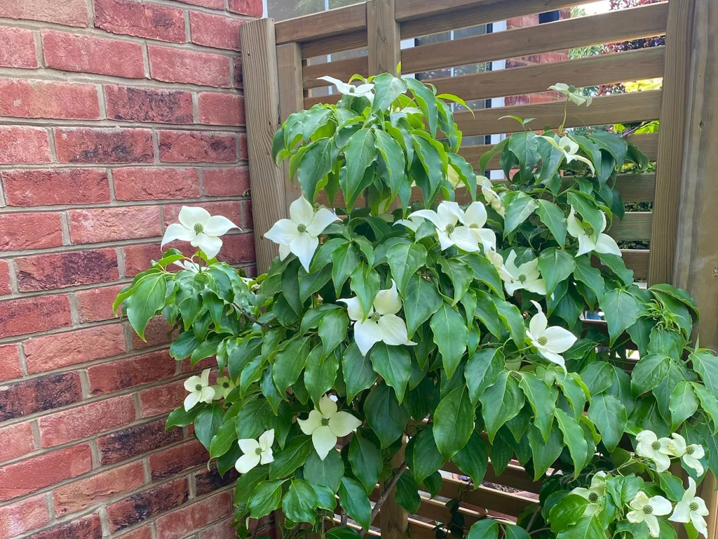 Garden design at Icehouse Wood, Oxted