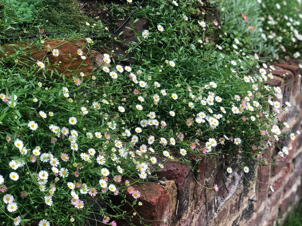 Garden design at Sylvan Place, Limpsfield