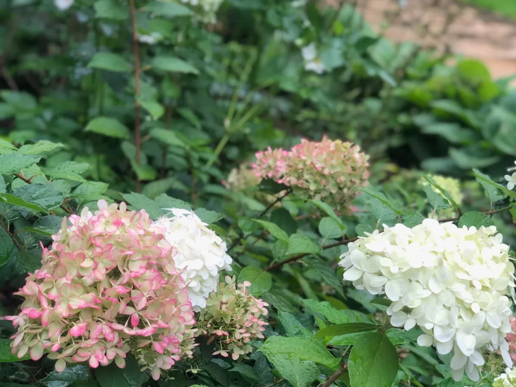 Garden design at Sylvan Place, Limpsfield