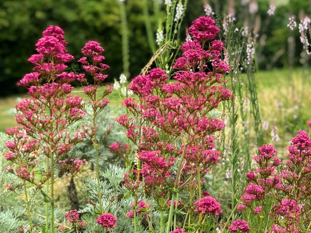 Garden design at Upper Court Road, Woldingham