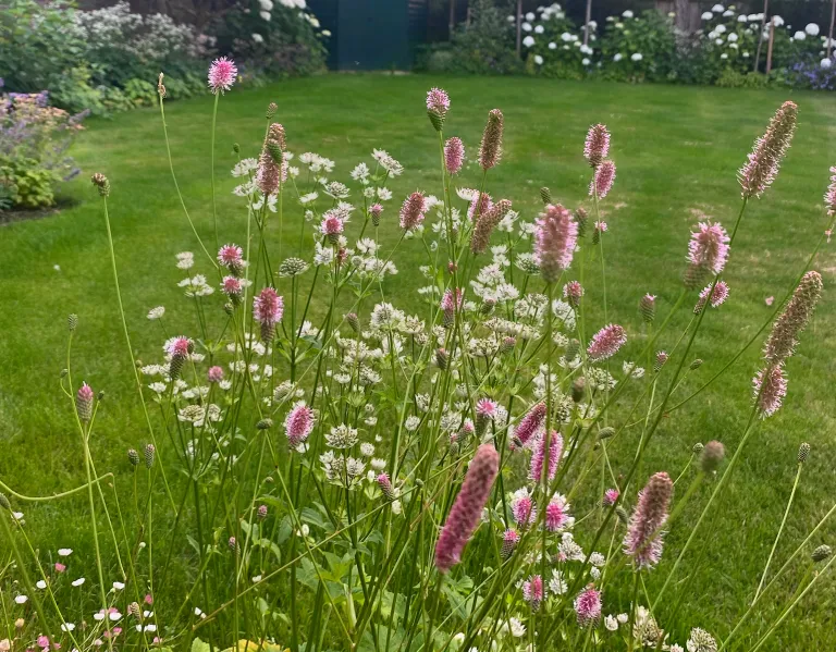 Garden design at Ivy Mill Lane, Godstone