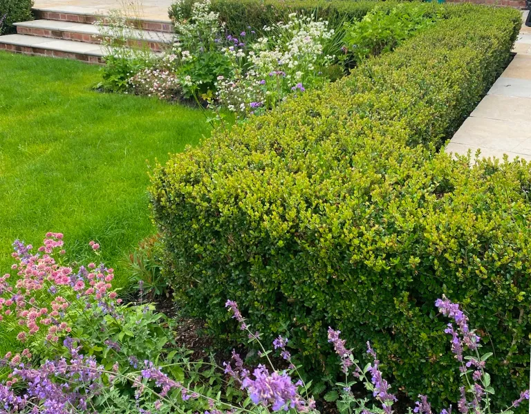 Garden design at Ivy Mill Lane, Godstone