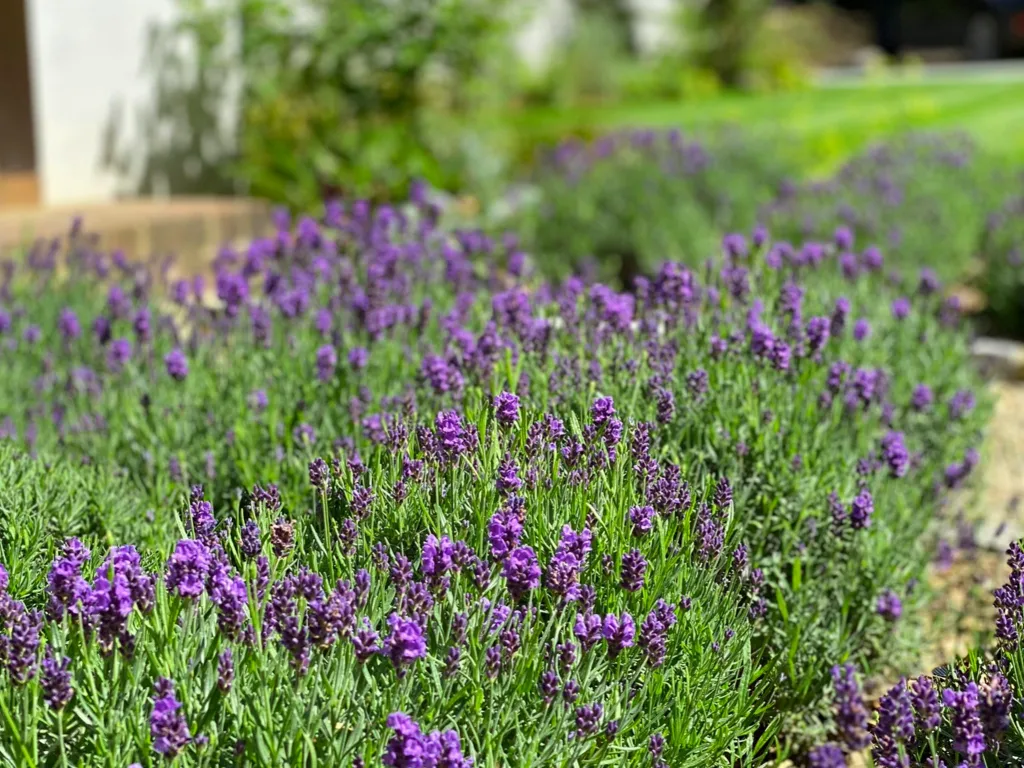 Garden design at Ballards Lane, Limpsfield