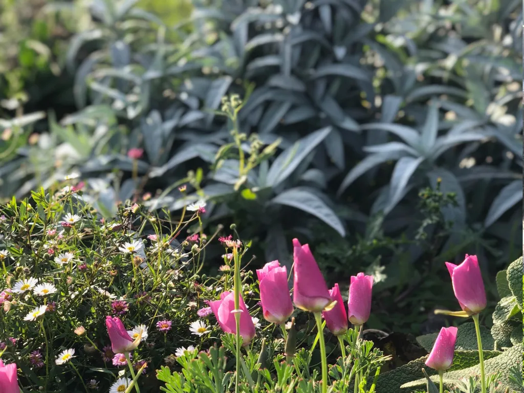 Garden design at Darenth Hill