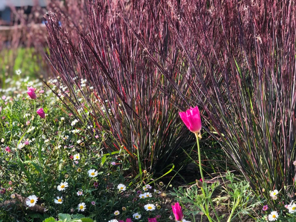 Garden design at Darenth Hill