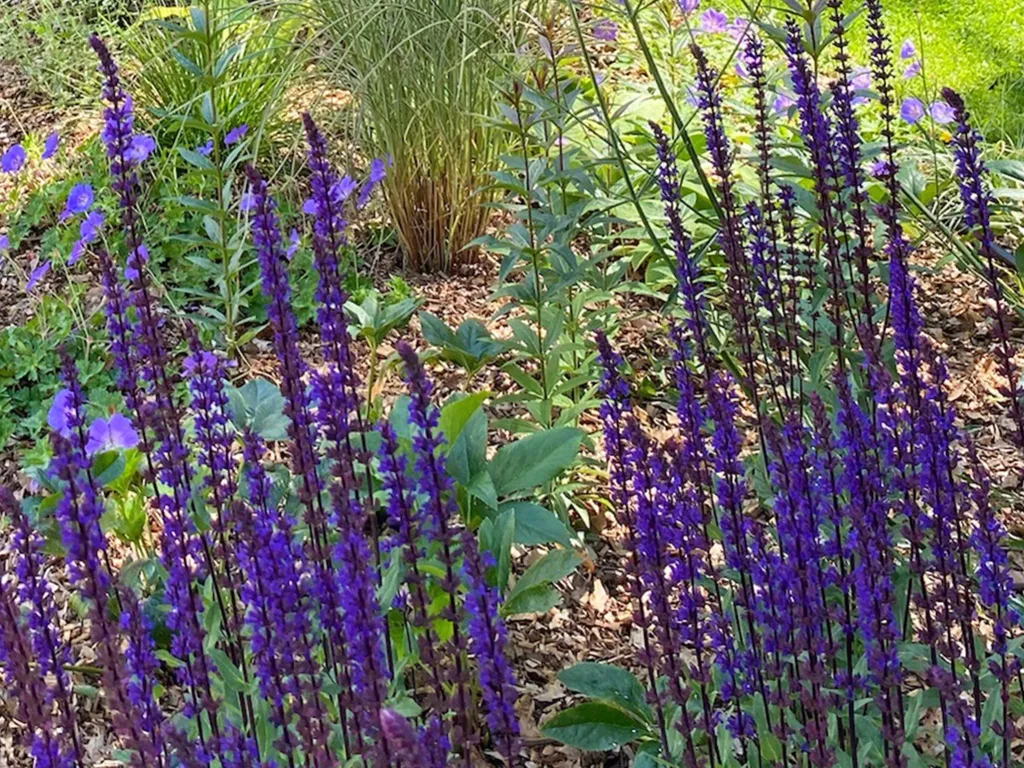 Garden design at Ballards Lane, Limpsfield