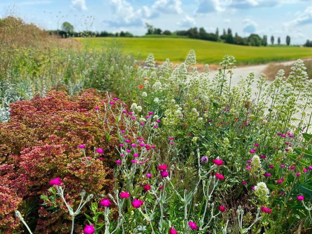 Garden design at Darenth Hill