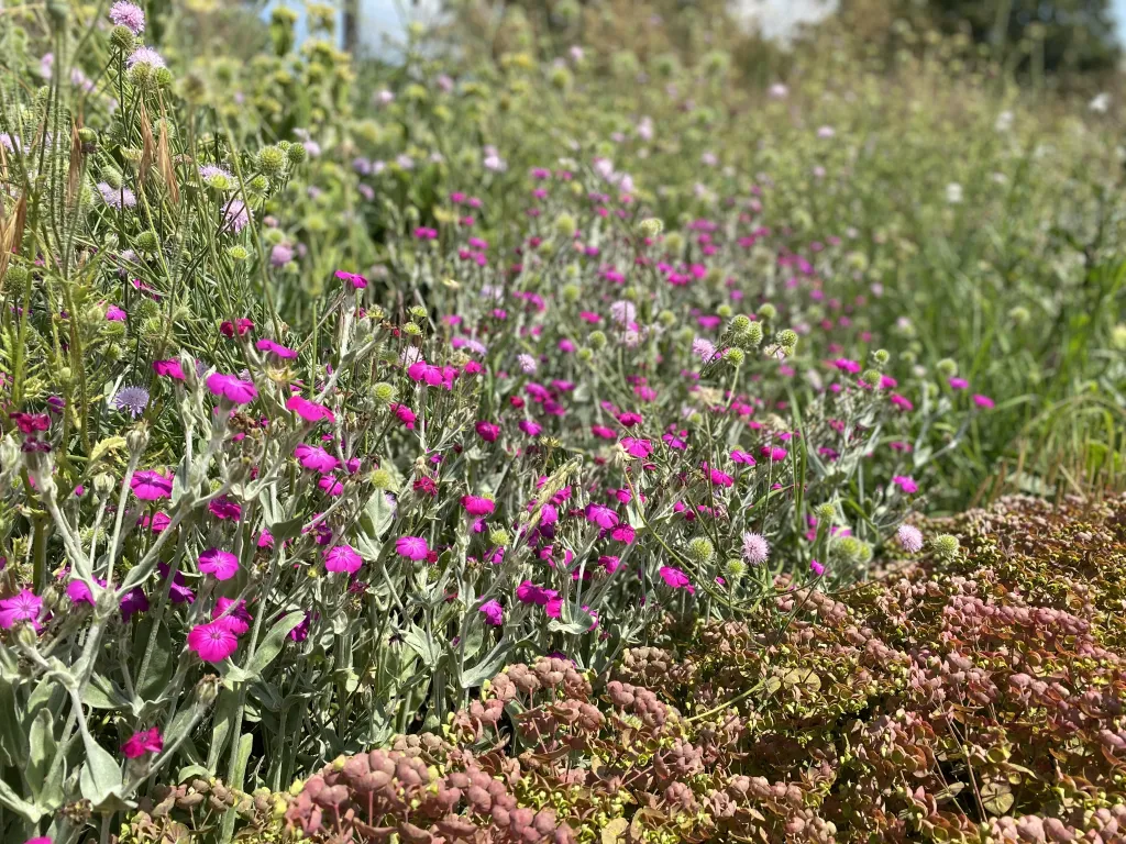 Garden design at Darenth Hill