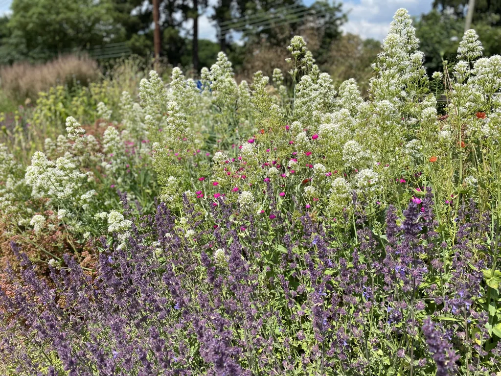 Garden design at Darenth Hill