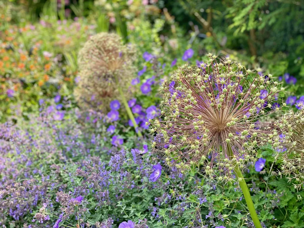 Garden design at Norfolk Avenue II, Sanderstead