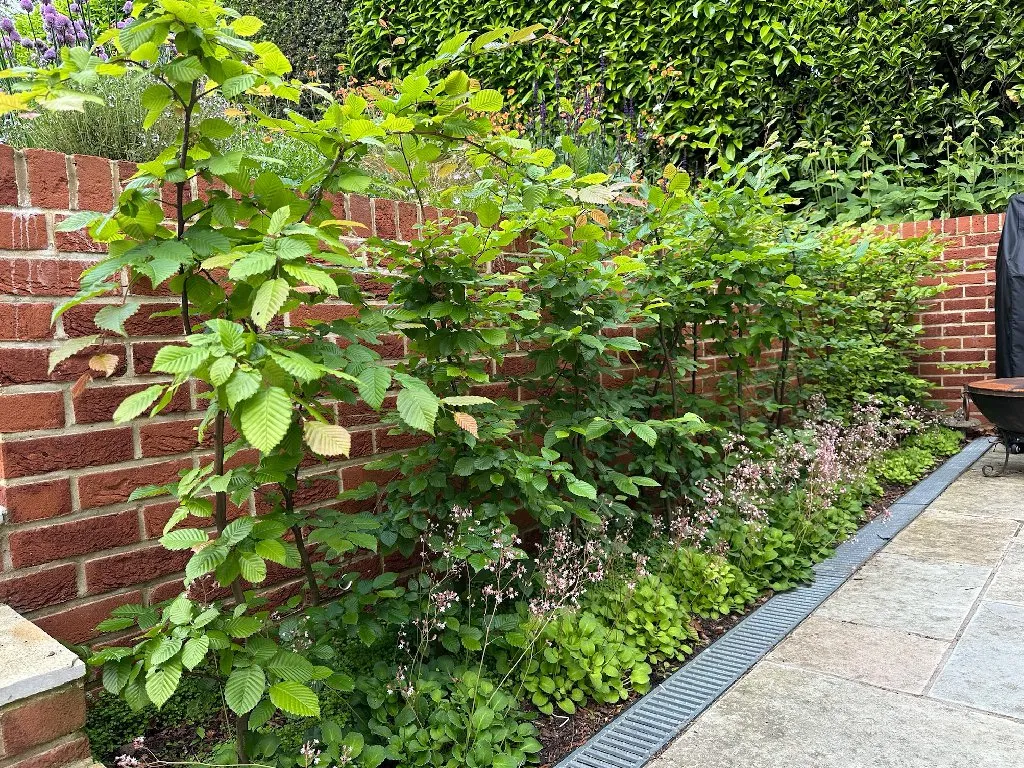 Garden design at Brassey Road, Oxted