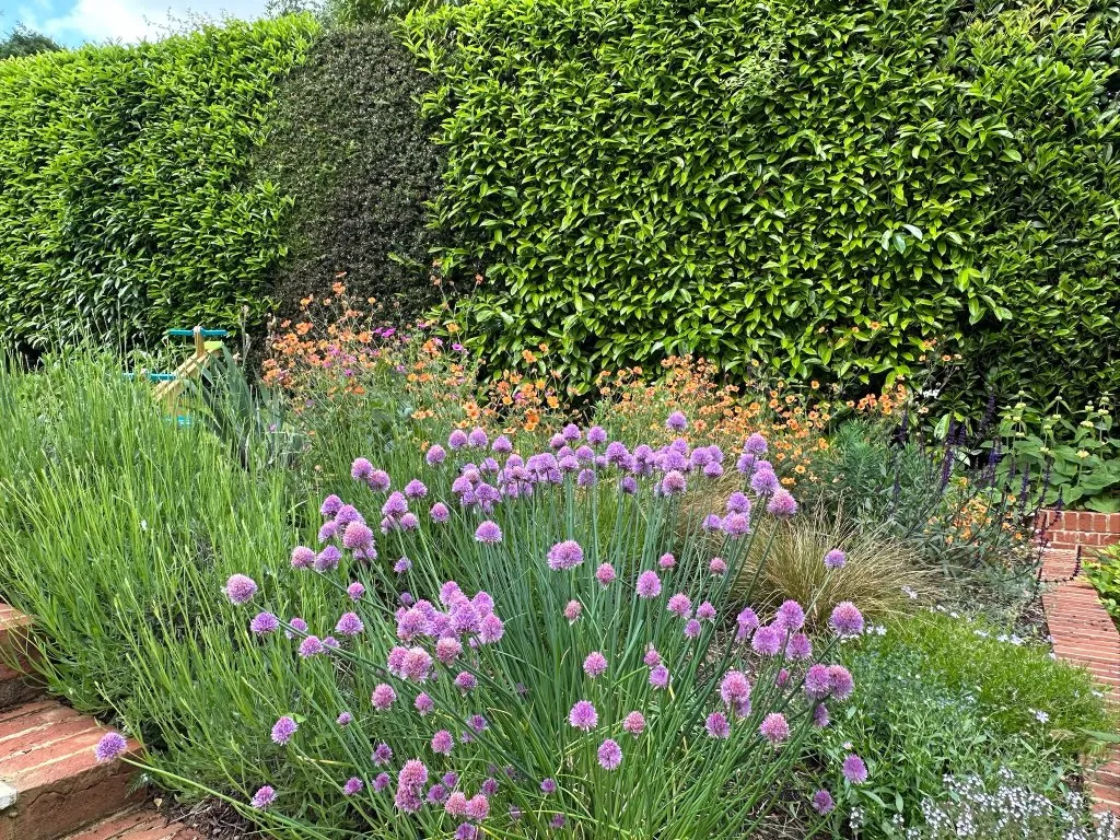 Garden design at Brassey Road, Oxted